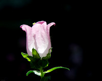 Pink Bellflower