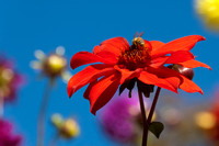 Bee on Red Flower