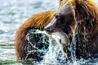 Grizzly with Salmon I
