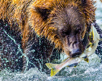 Grizzly with Salmon II