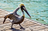 Pelican on Parade