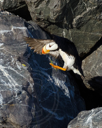 Puffin Leap