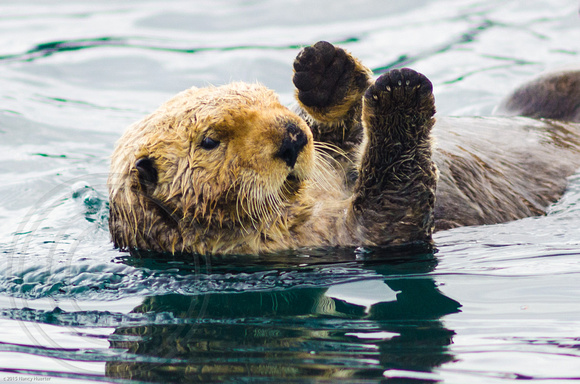 Sea Otter Back Float