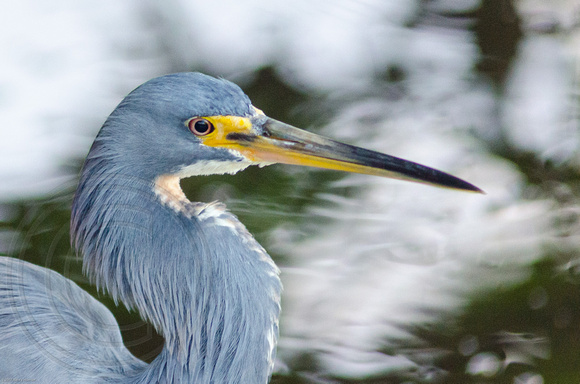 Tricolor Heron with Clouds