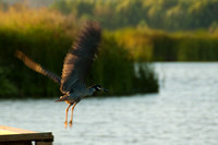 Heron Takeoff